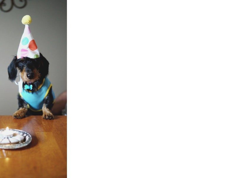 Logo of Dog wearing Party Hat